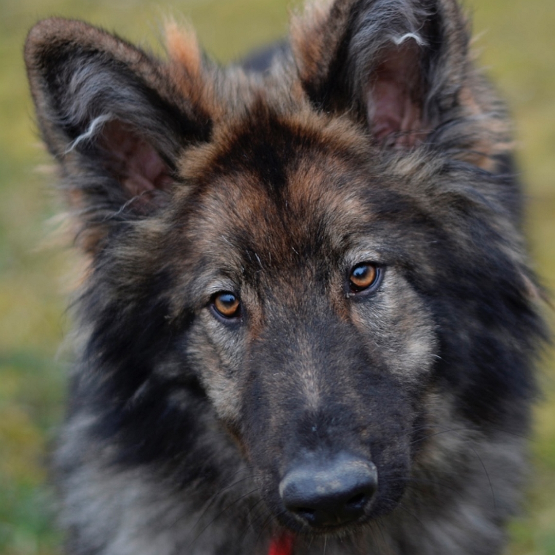 Dunkelbrauner Rüde, hellbraune Beine, langes Fell, von vorne, Portrait, Blick in Kamera