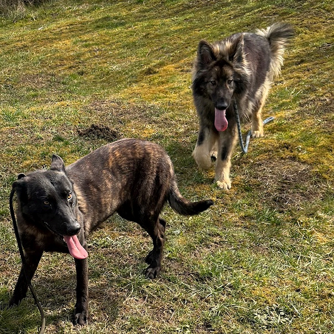 Schwarzbraune Hündin, stehend, linke Seite, Kopf und Blick nach links, dahinter anderer Hund