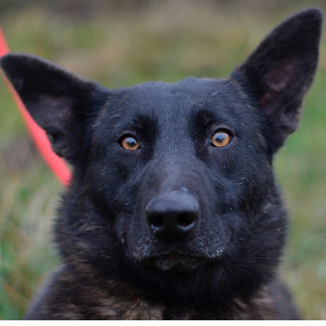 Schwarzbraune Hündin, Portrait, von vorn, Blick in Kamera
