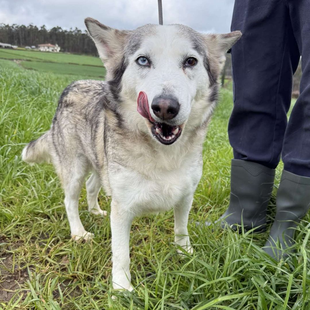 Sara steht in der Wiese und schleckt sich übers Maul