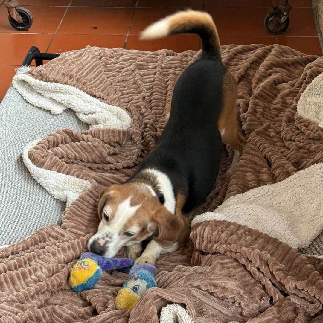 Odin spielt auf dem Bett