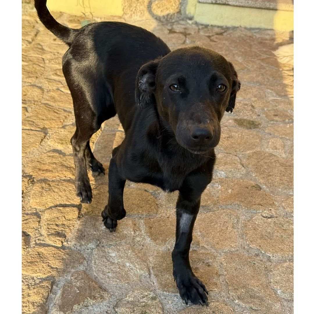 Jack auf der Terrasse