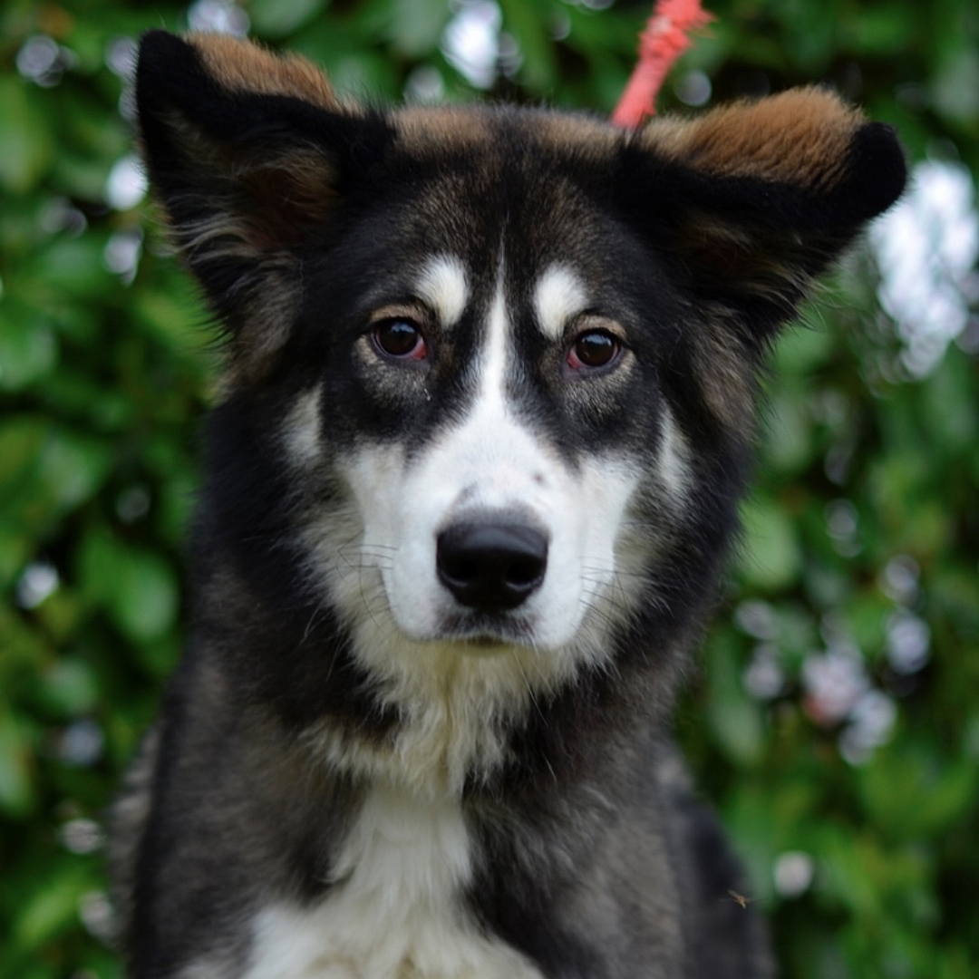 Schwarz-weiß-braune Hündin, von vorn, Portrait, Blick in Kamera