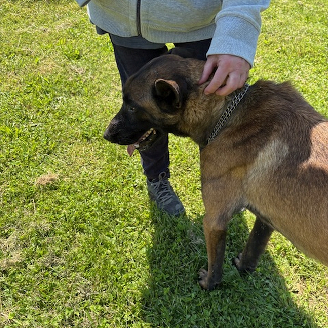 Brauner Rüde, schwarze Maske, schwarze Ohren, stehend, eher linke Seite, schmiegt sich mit dem Kopf entspannt an eine Person, Kopf nach unten gerichtet