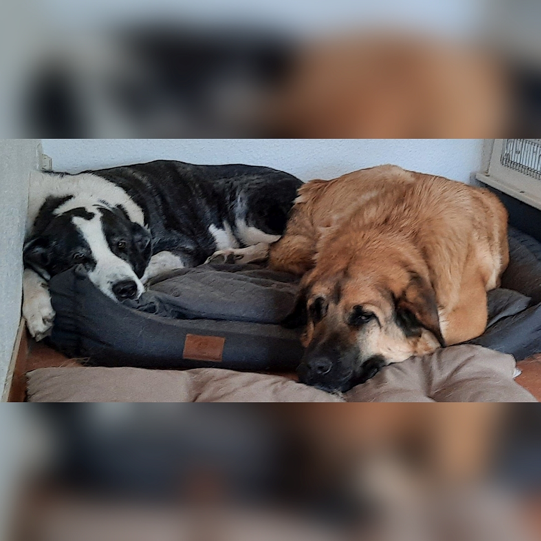 Hellbrauner Rüde, teilt sich Hundebett mit einem anderen Hund, liegend, von vorn, Blick leicht nach rechts