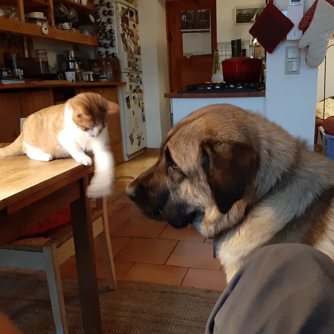 Hellbrauner Rüde, stehend, linke Kopfseite, Blick geradeaus, zusammen mit einer Katze