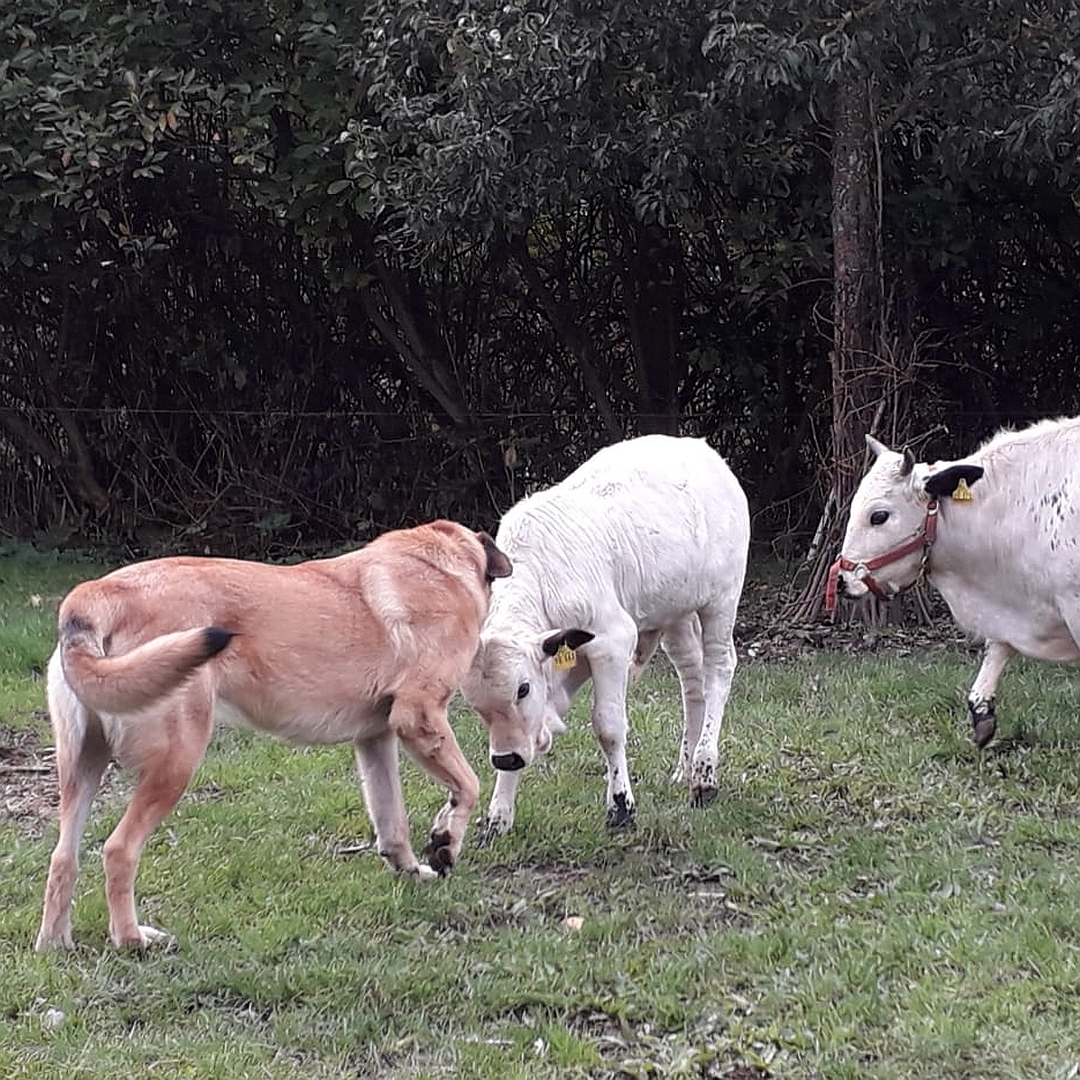 Hellbrauner Rüde, stehend, rechte Seite, Blick geradeaus, zusammen mit Rindern