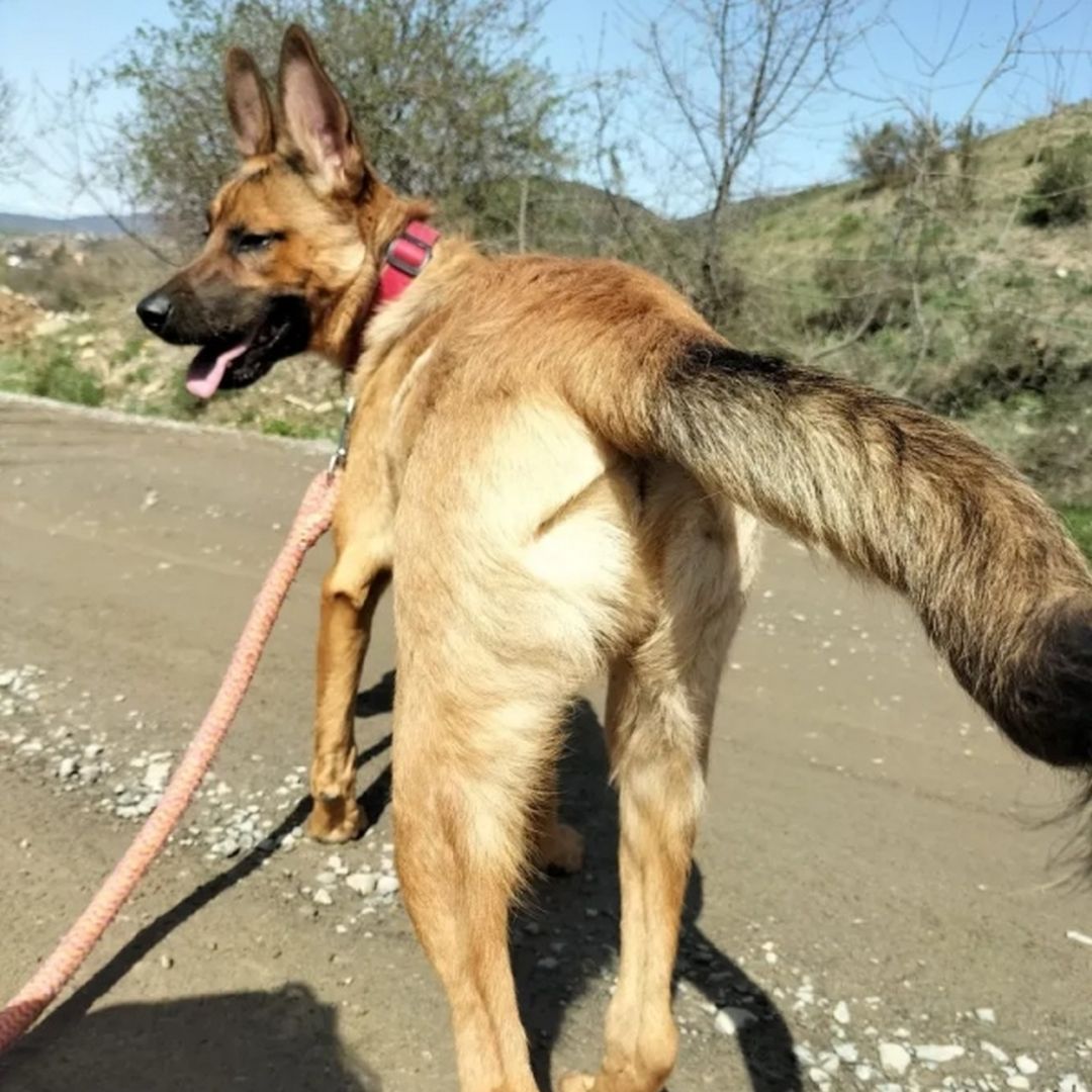 Malinoisrüde, stehend, von hinten