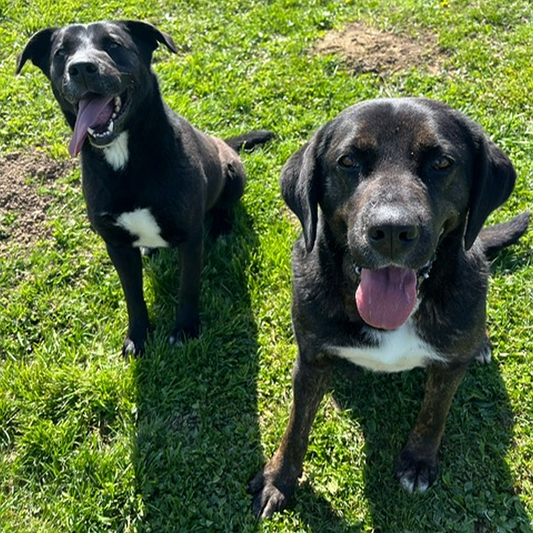 Dunkelbraune Hündin, weißer Brustfleck, sitzend, von vorn oben, Blick in Kamera, rechts daneben Hundekumpel