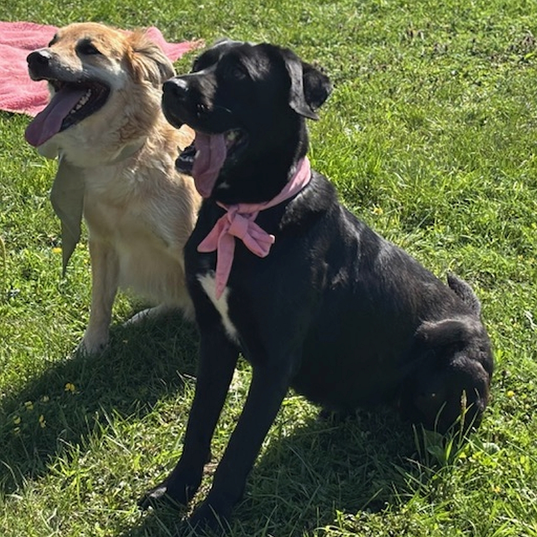 Schwarze Hündin, weißer Brustfleck, sitzend, linke Seite, rechts daneben ein weiterer Hund