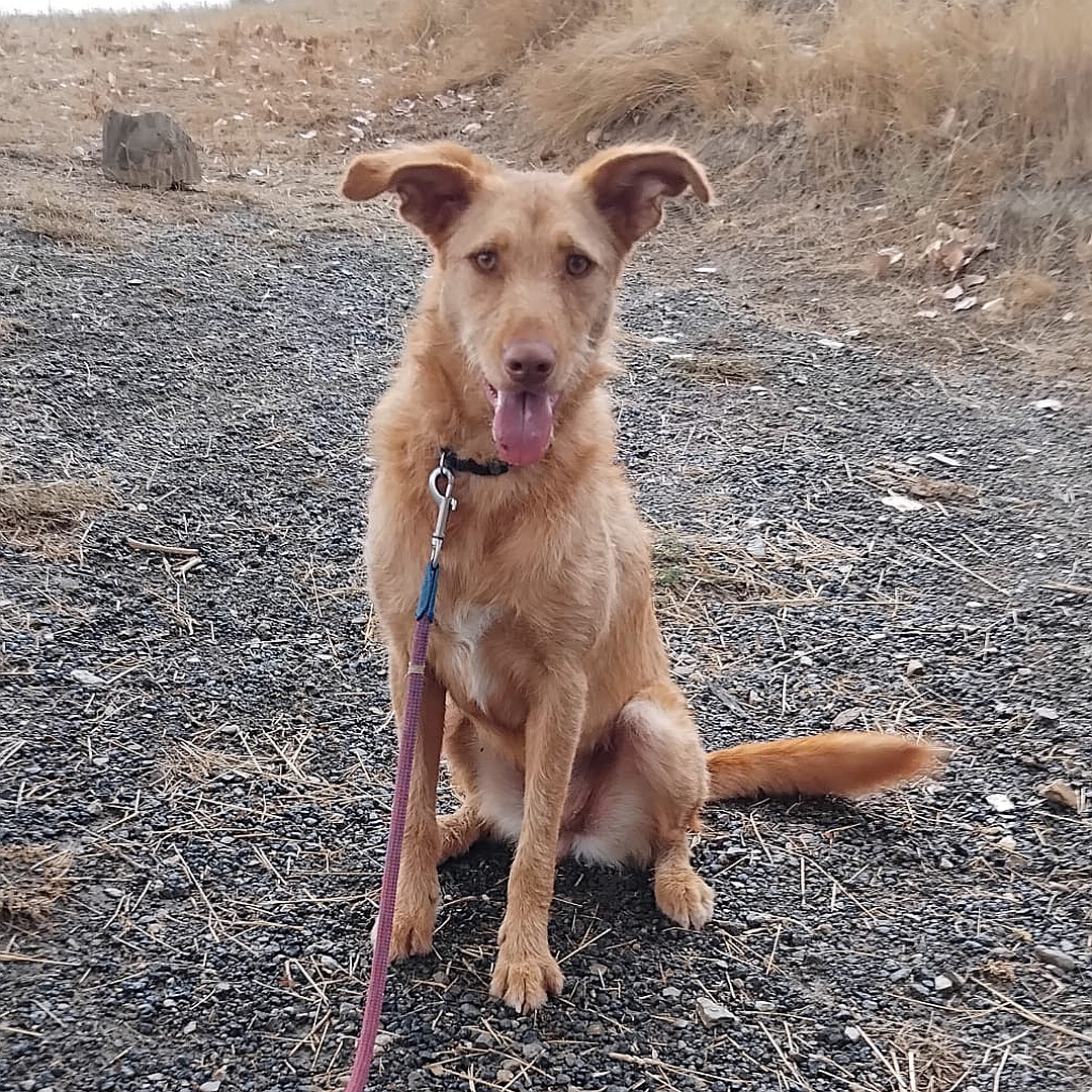 Hellbraune Hündin, sitzend, von vorn, Blick in Kamera