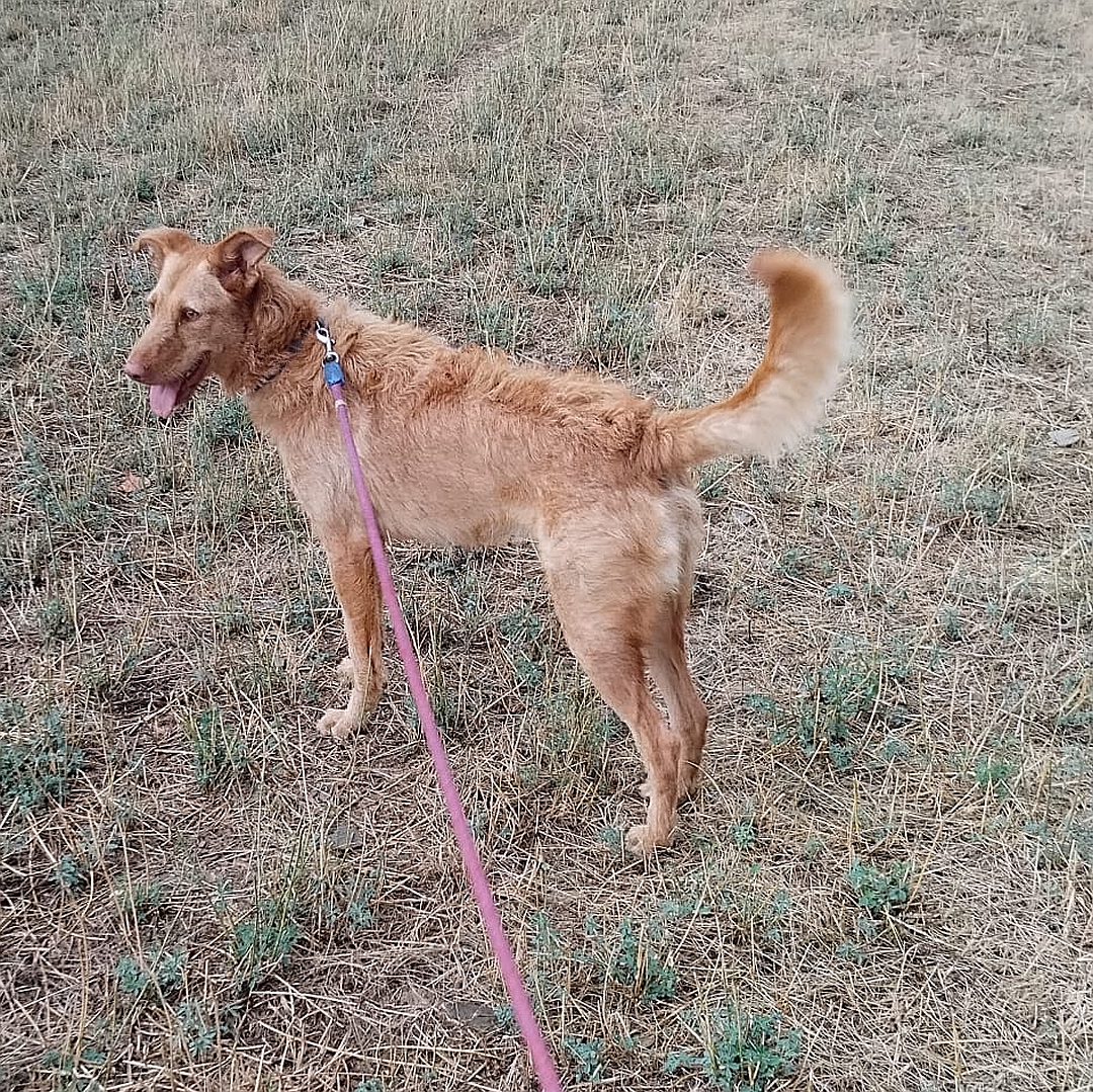 Hellbraune Hündin, stehend, linke Seite, Kopf und Blick nach links