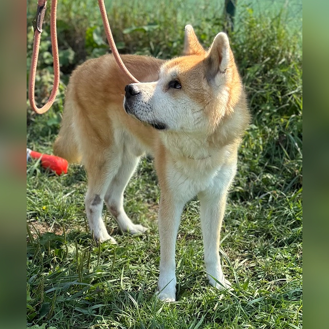 Hellbraun-weißer Rüde, stehend, von eher rechts vorn, Kopf und Blick nach rechts zu einer Person