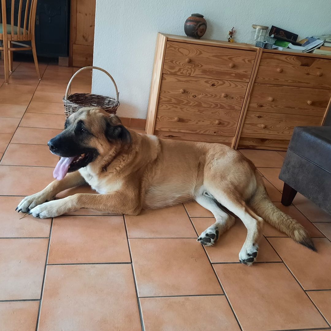 Hartz liegt im Wohnzimmer