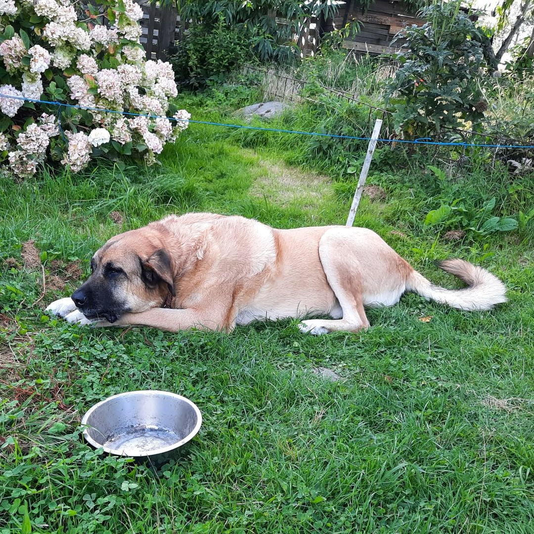 Hartz liegt im Garten mit Leckerchen zwischen den Pfoten