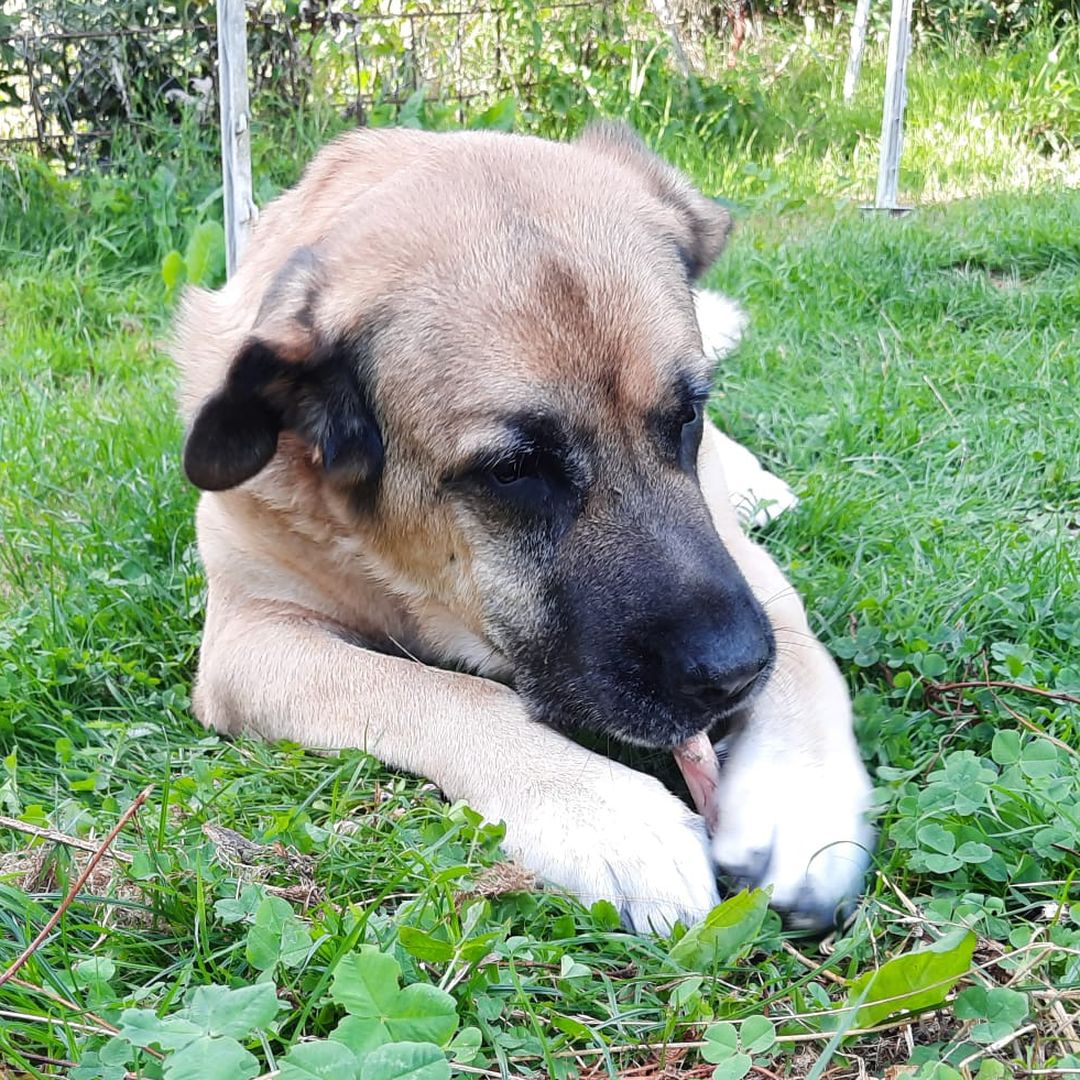 Hartz liegt im Garten mit Leckerchen zwischen den Pfoten