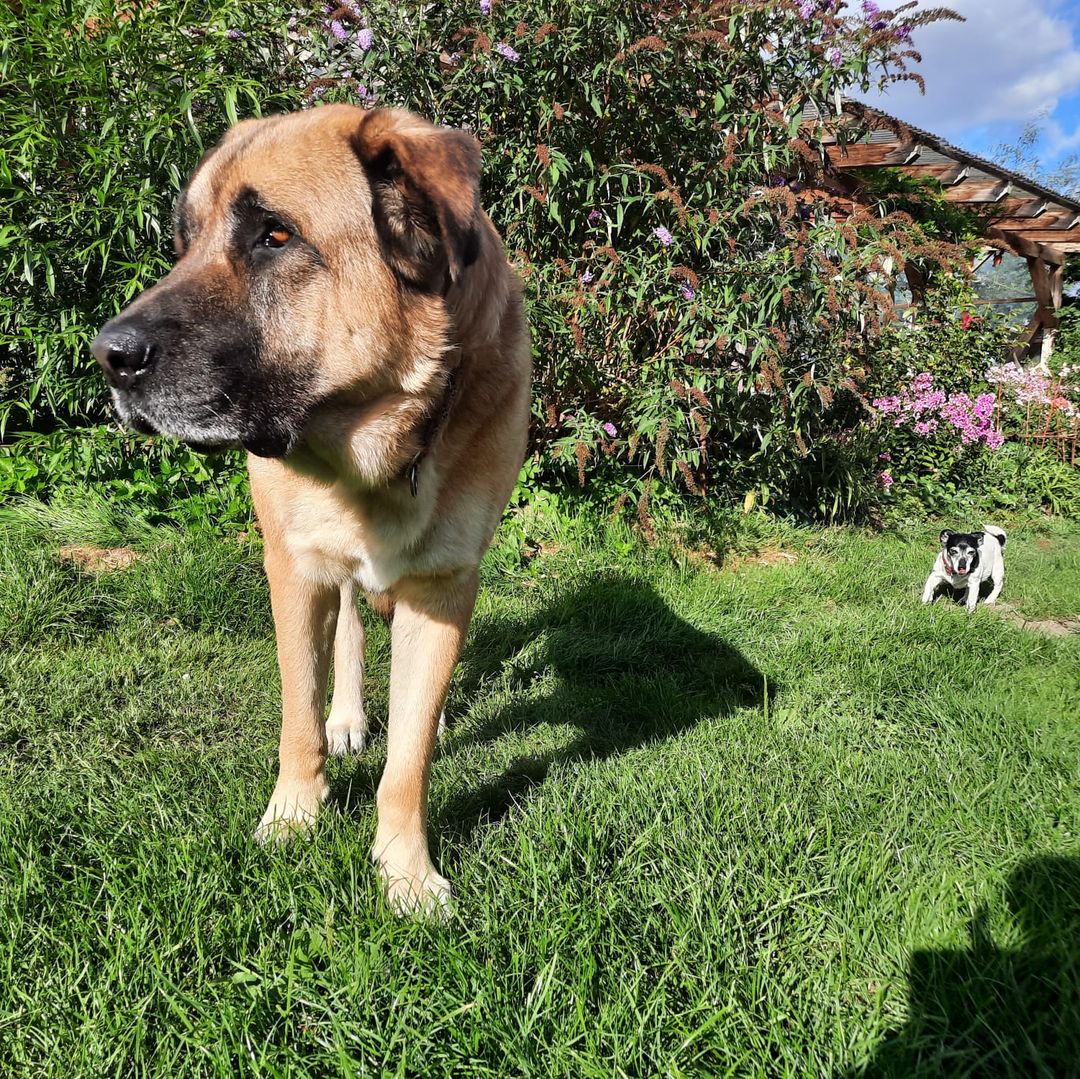 Hartz im Garten mit kleinem Hund an der Seite