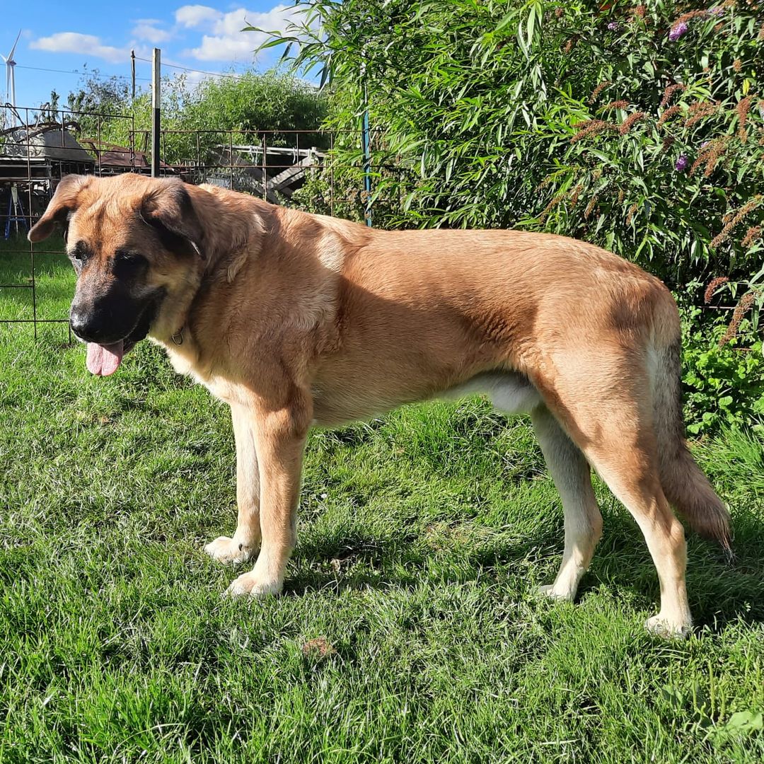 Hartz blickt sich im Garten um