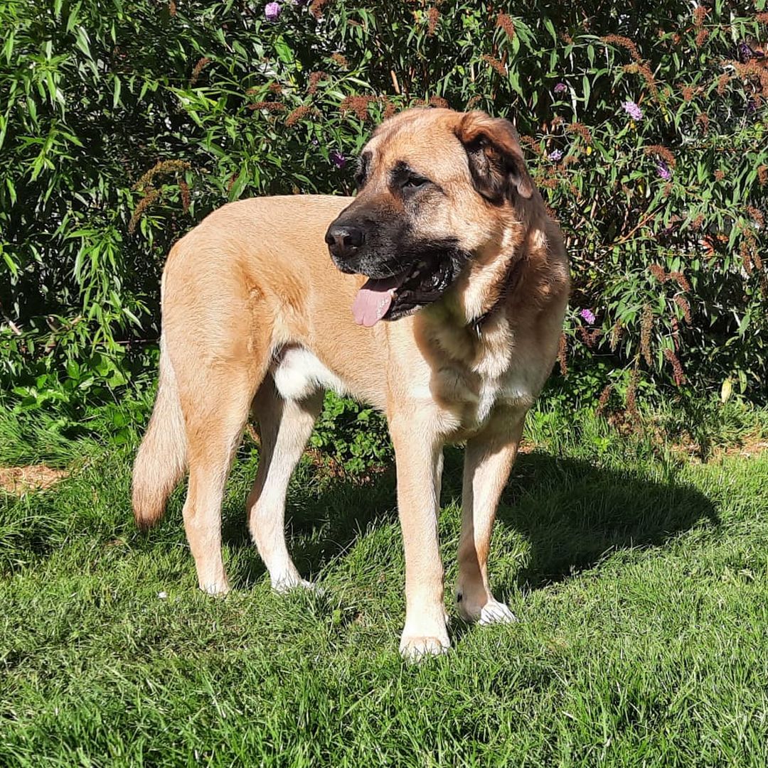 Hartz blickt sich im Garten um