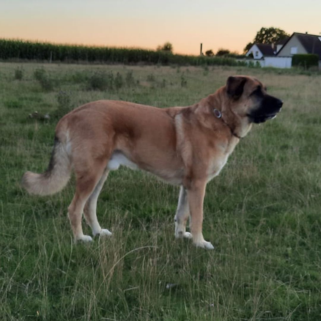 Hellbrauner Rüde, stehend, rechte Seite, Blick geradeaus