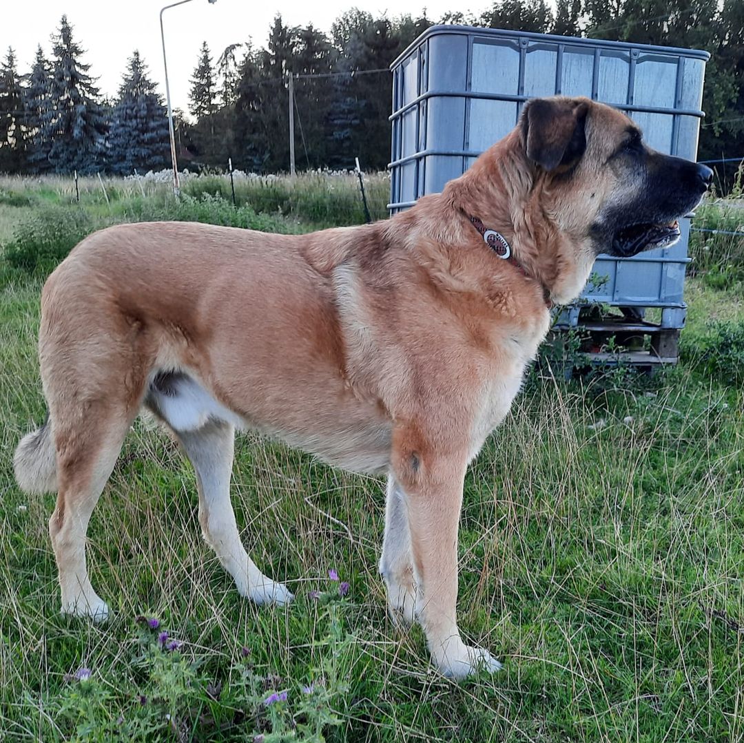 Hellbrauner Rüde, stehend, rechte Seite, Blick geradeaus