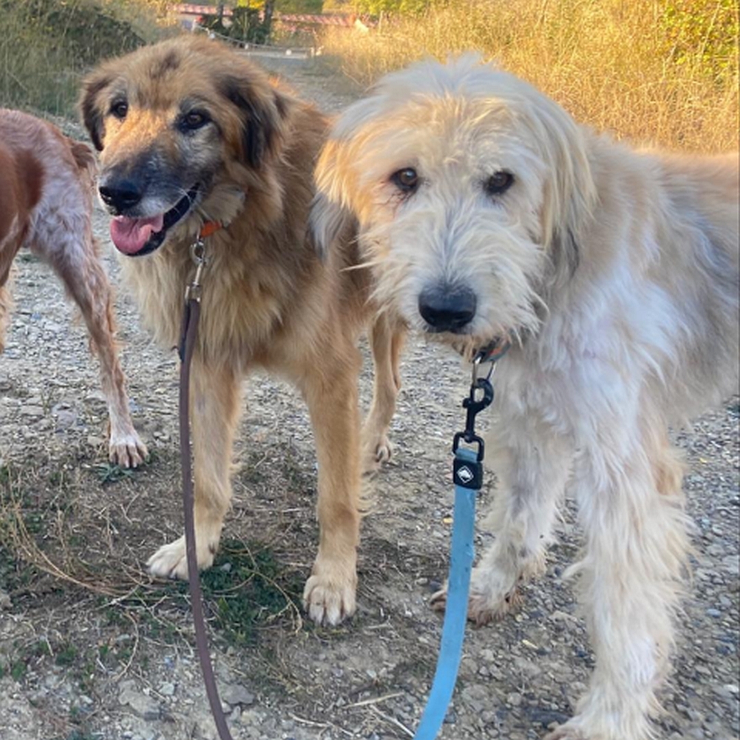Braun-beiger Rüde, links neben anderem Hund stehend, von vorn, Blick in Kamera