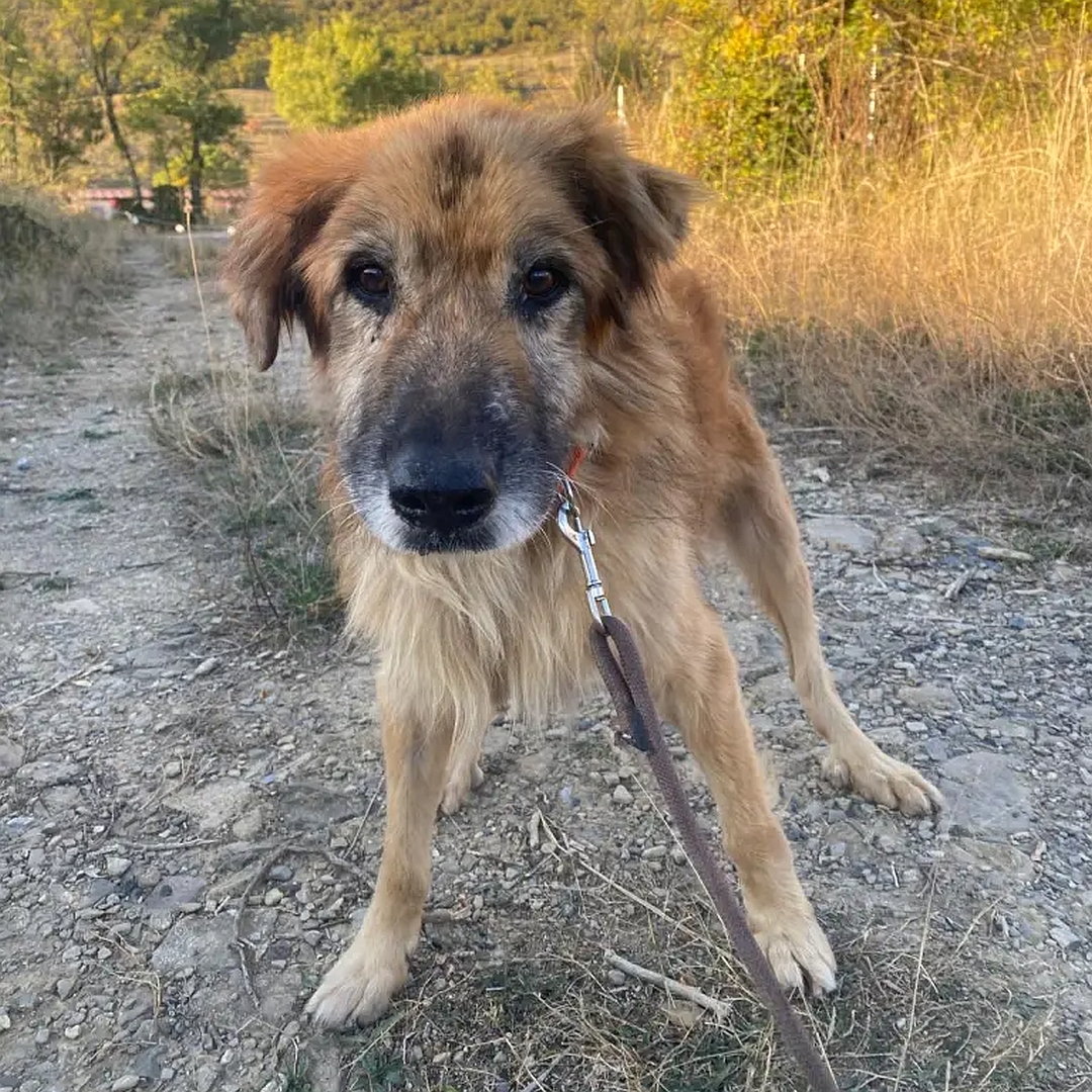 Braun-beiger Rüde, stehend, von vorn, Blick in Kamera