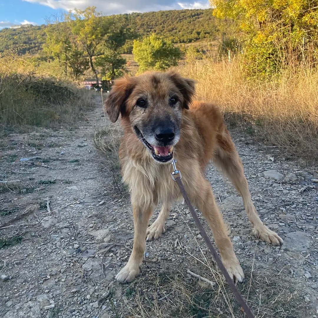 Brauner Rüde, weißer Brustfleck, stehend, von vorn, Kopf und Blick leicht nach links
