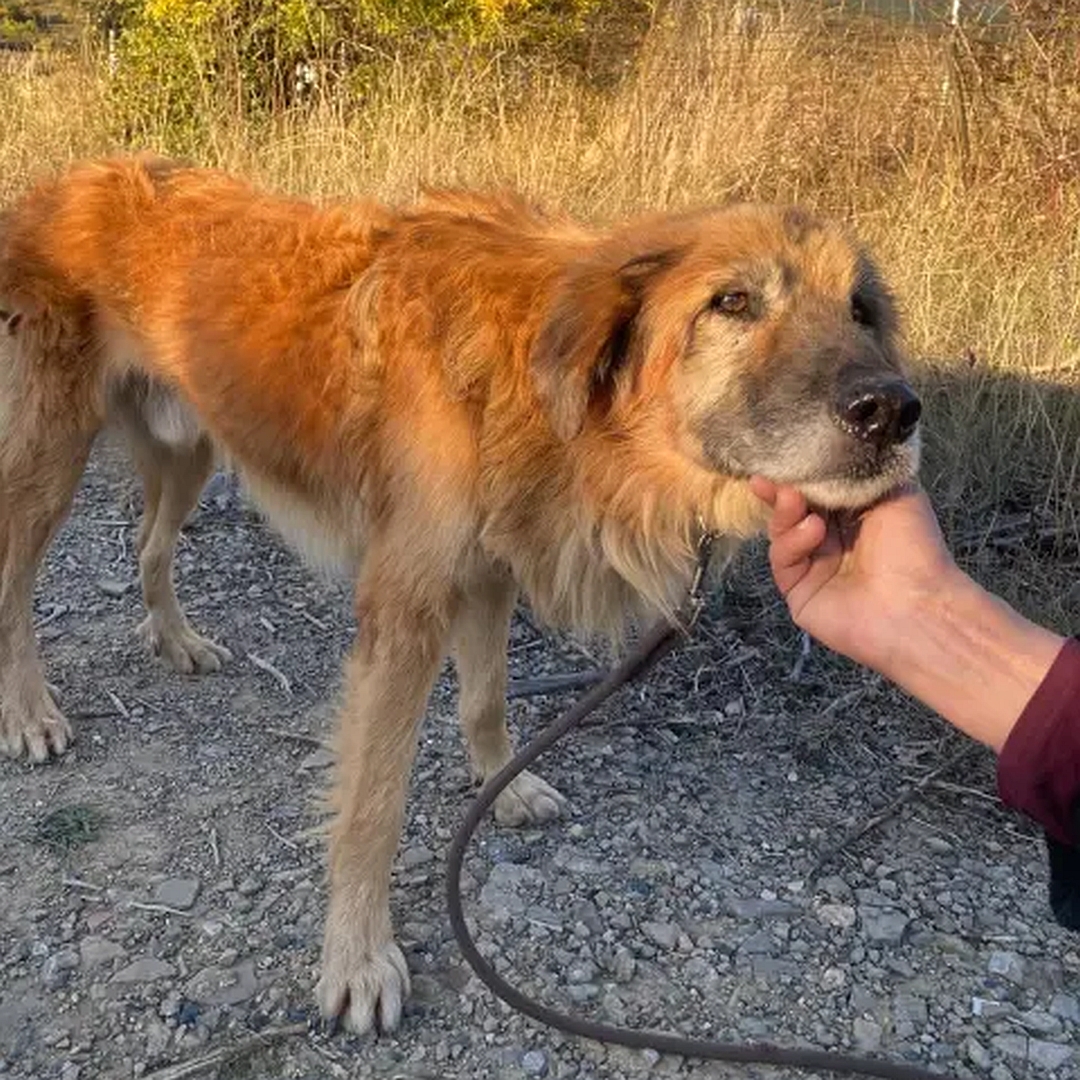 Braun-beiger Rüde, stehend, rechte Seite, Blick zu einer Person, die ihn unter dem Maul streichelt