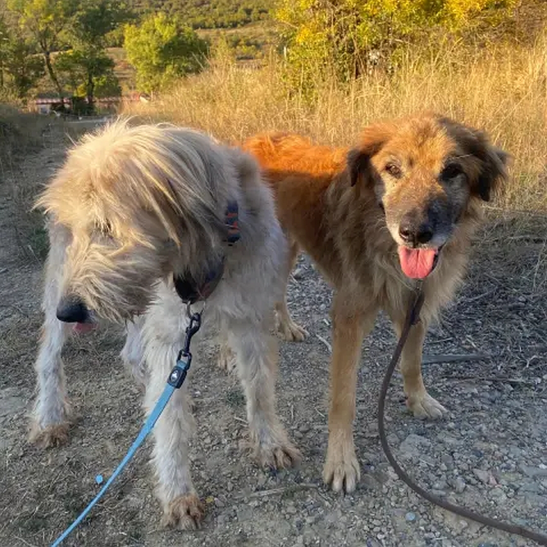 Braun-beiger Rüde, rechts neben anderem Hund stehend, von vorn, Blick in Kamera