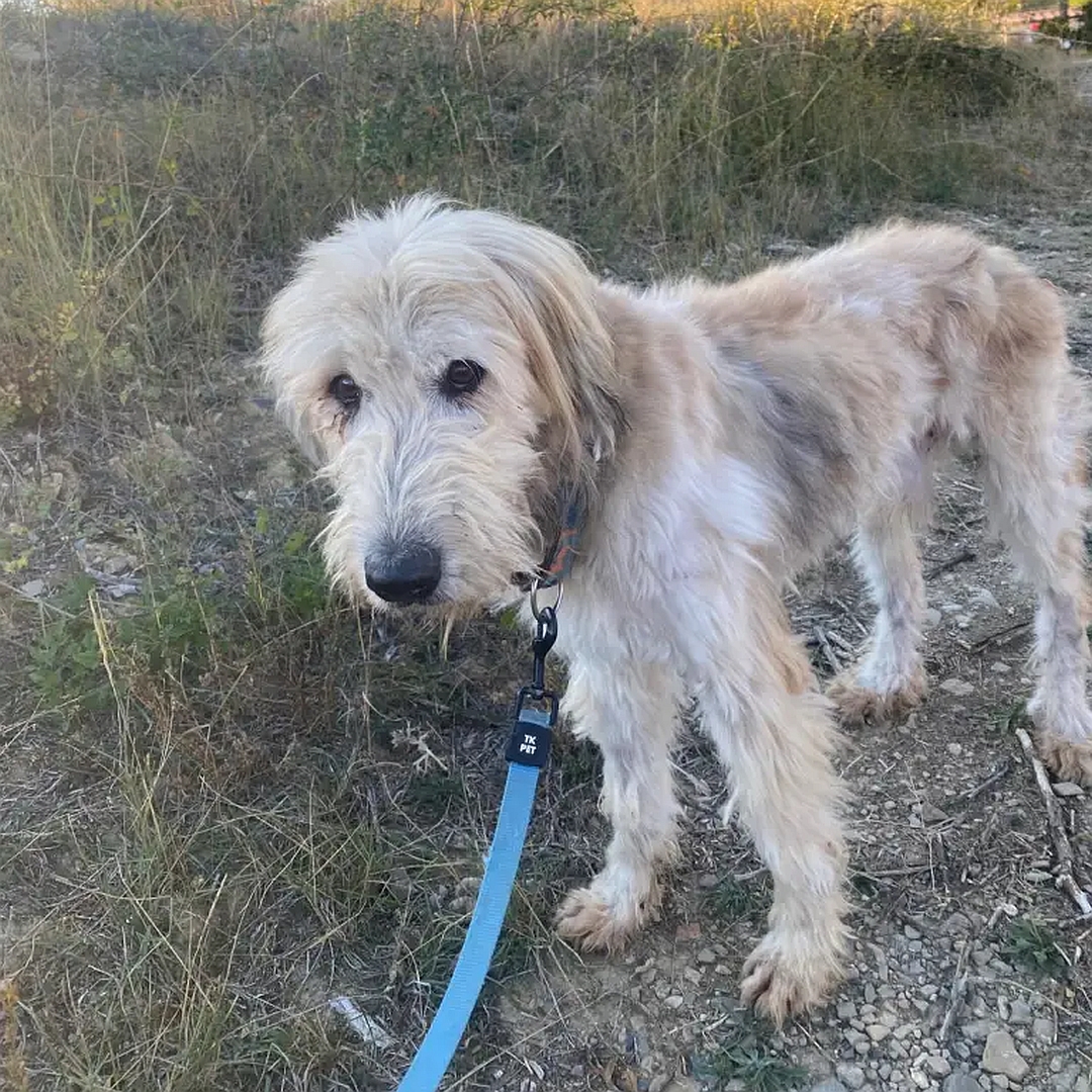 Hellbeiger Rüde, stehend, von eher links vorn, Blick in Kamera