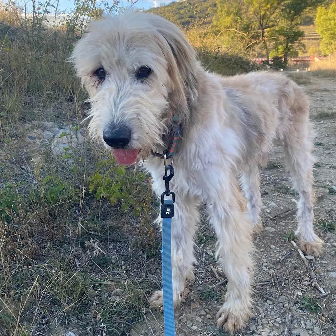 Hellbeiger Rüde, stehend, von eher links vorn, Blick in Kamera