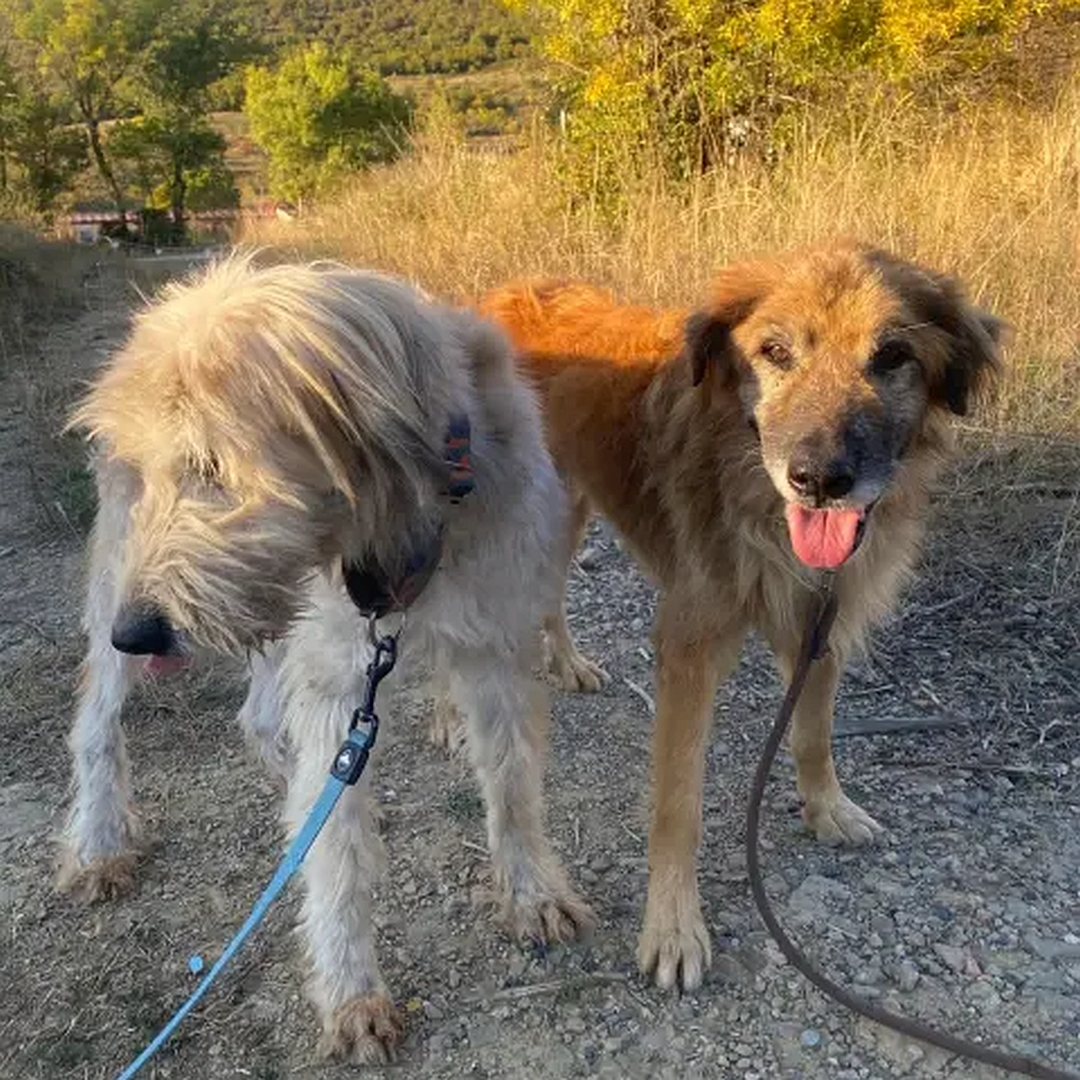 Hellbeiger Rüde, links neben anderem Hund stehend, von vorn, Kopf und Blick nach unten rechts
