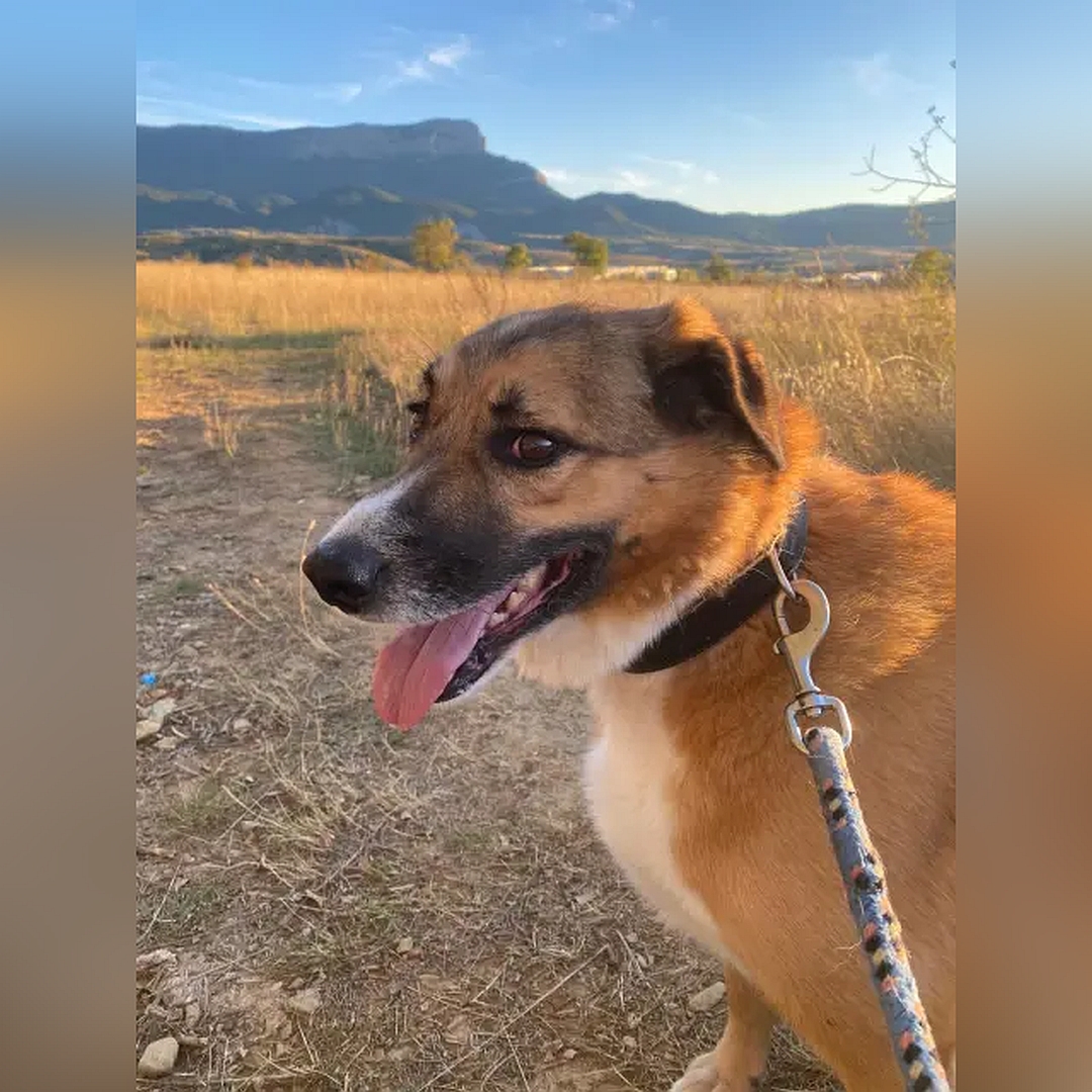 Hellbrauner Rüde, weißer Bauch, weiße Pfoten, sitzend, linke Seite, Kopf und Blick geradeaus