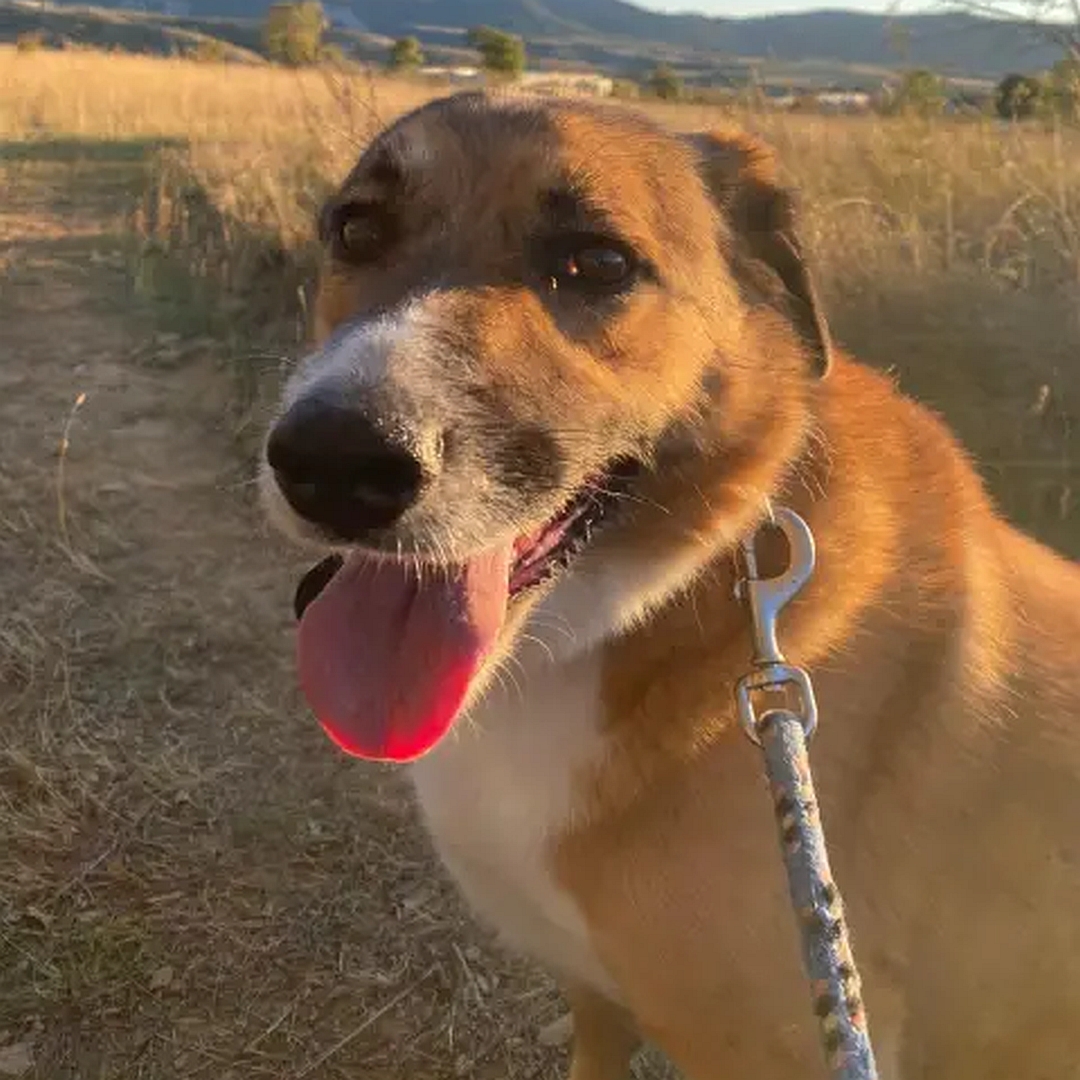 Hellbrauner Rüde, weißer Bauch, weiße Pfoten, sitzend, von eher links vorne, Kopf und Blick nach links in Kamera