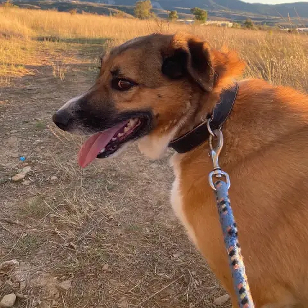 Hellbrauner Rüde, weißer Bauch, weiße Pfoten, sitzend, linke Seite, Kopf und Blick geradeaus