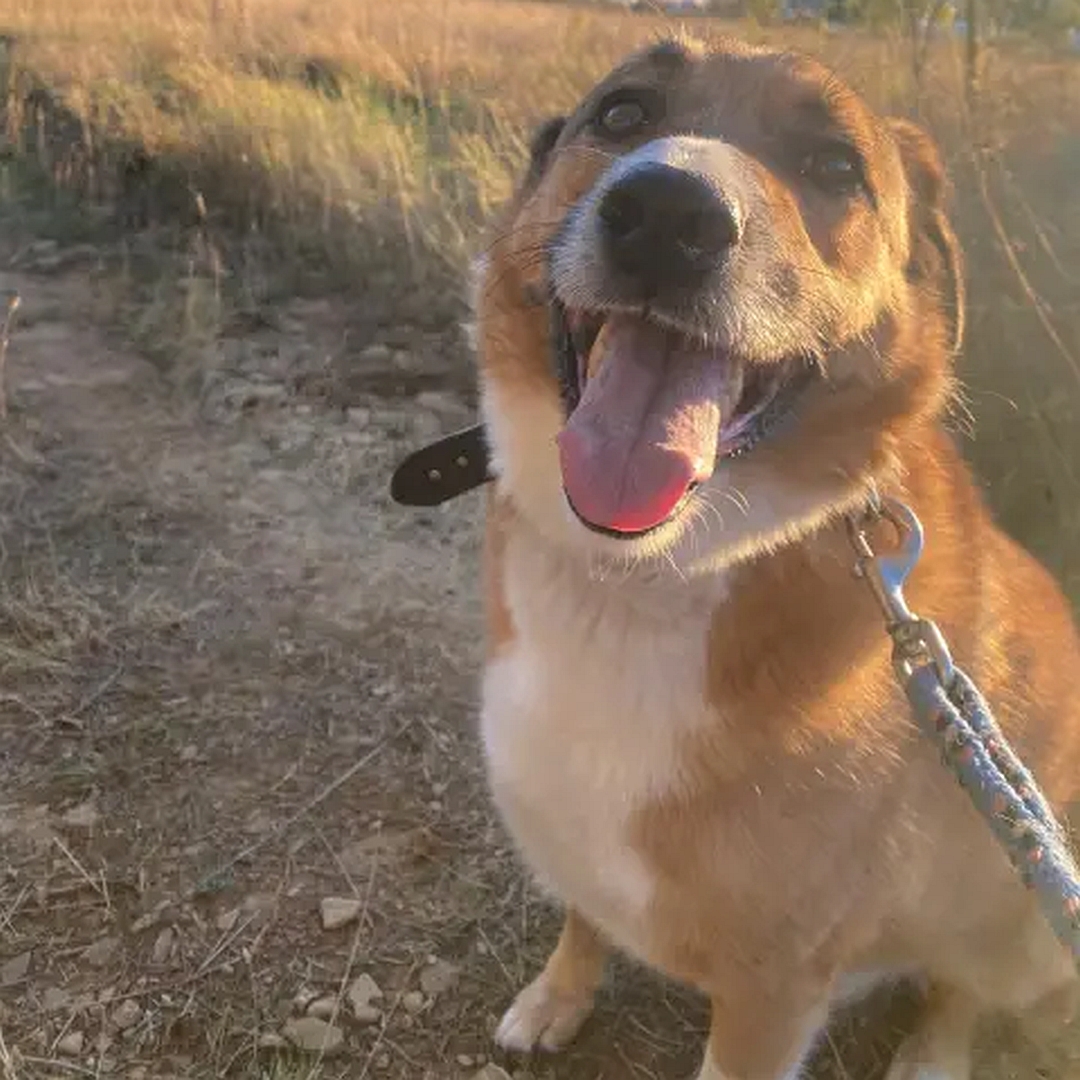 Hellbrauner Rüde, weißer Bauch, weiße Pfoten, sitzend, von eher links vorne, Kopf und Blick nach oben zu einer Person