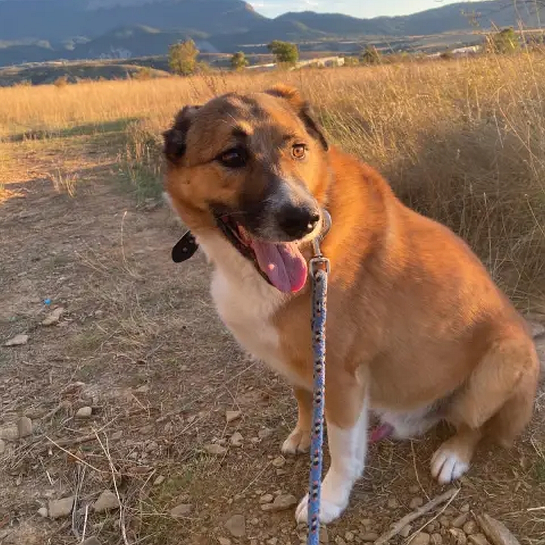 Hellbrauner Rüde, weißer Bauch, weiße Pfoten, sitzend, linke Seite, Kopf und Blick nach links hinten
