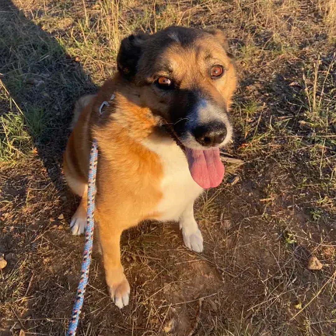 Hellbrauner Rüde, weißer Bauch, weiße Pfoten, sitzend, von vorn oben, Blick in Kamera