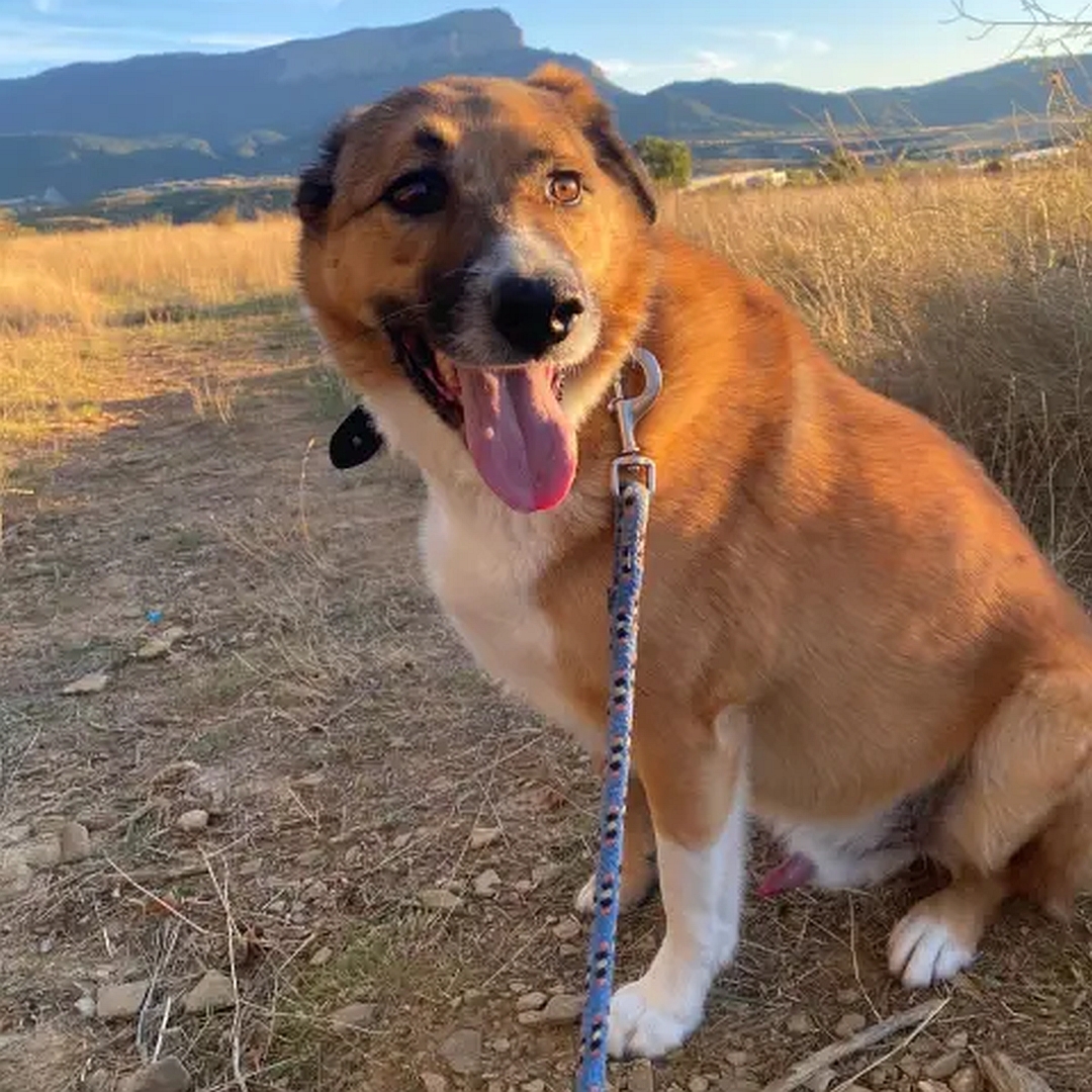 Hellbrauner Rüde, weißer Bauch, weiße Pfoten, sitzend, linke Seite, Kopf und Blick leicht nach links 