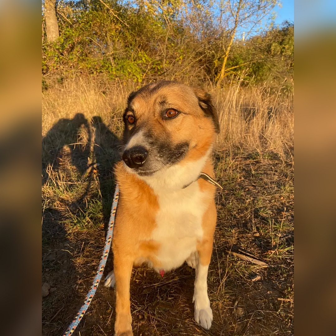 Hellbrauner Rüde, weißer Bauch, weiße Pfoten, sitzend, von vorn, Kopf und Blick nach rechts