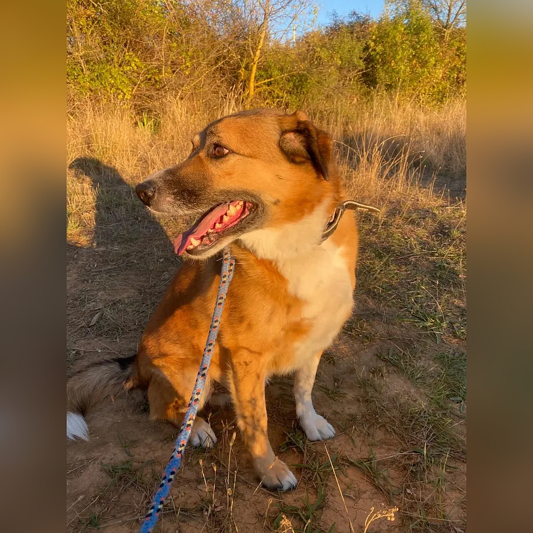Hellbrauner Rüde, weißer Bauch, weiße Pfoten, sitzend, von eher rechts vorne, Kopf und Blick nach rechts hinten