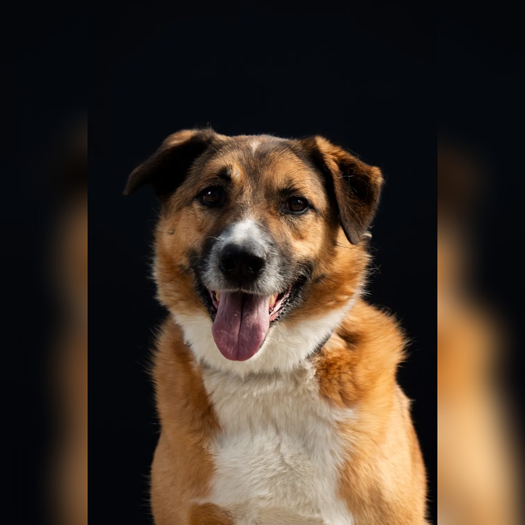 Hellbrauner Rüde, weißer Bauch, weiße Pfoten, sitzend, von vorn, Blick in Kamera