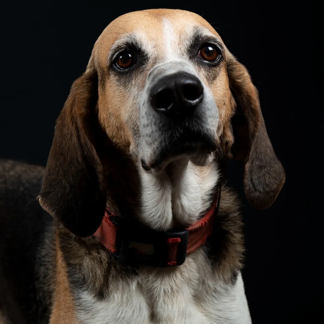 Schwarz-braun-weißer Rüde, sitzend, von vorn, Blick in Kamera