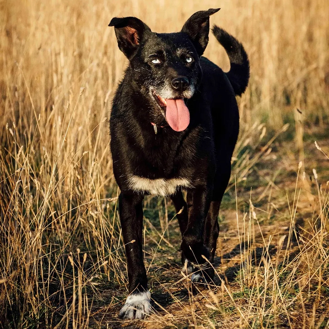 Schwarze Hündin, weißer Brustfleck, weiße Pfoten, blaue Augen, stehend, von vorn, Kopf und Blick leicht nach links