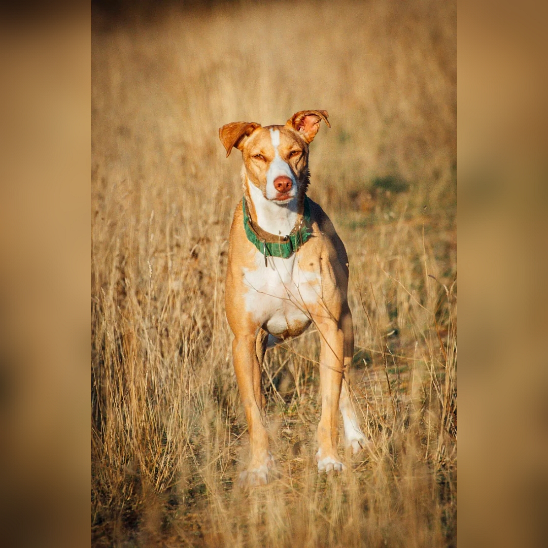 Hellbraun-weißer Podenco-Mix, stehend, von vorn, Blick in die Kamera