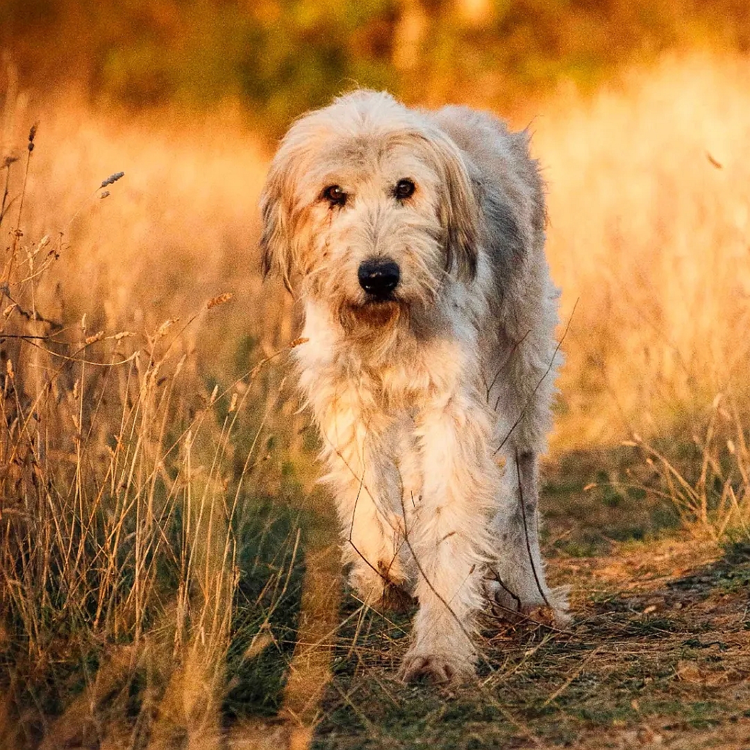 Hellbeiger Rüde, gehend, von vorn, Blick in Kamera