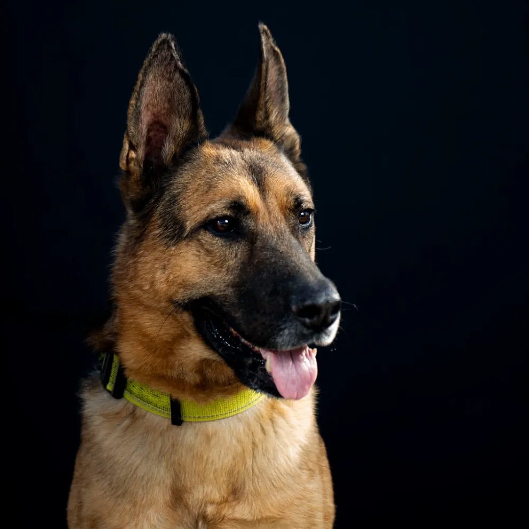  Schwarzbrauner Rüde, Portrait von vorn, Kopf und Blick leicht nach links