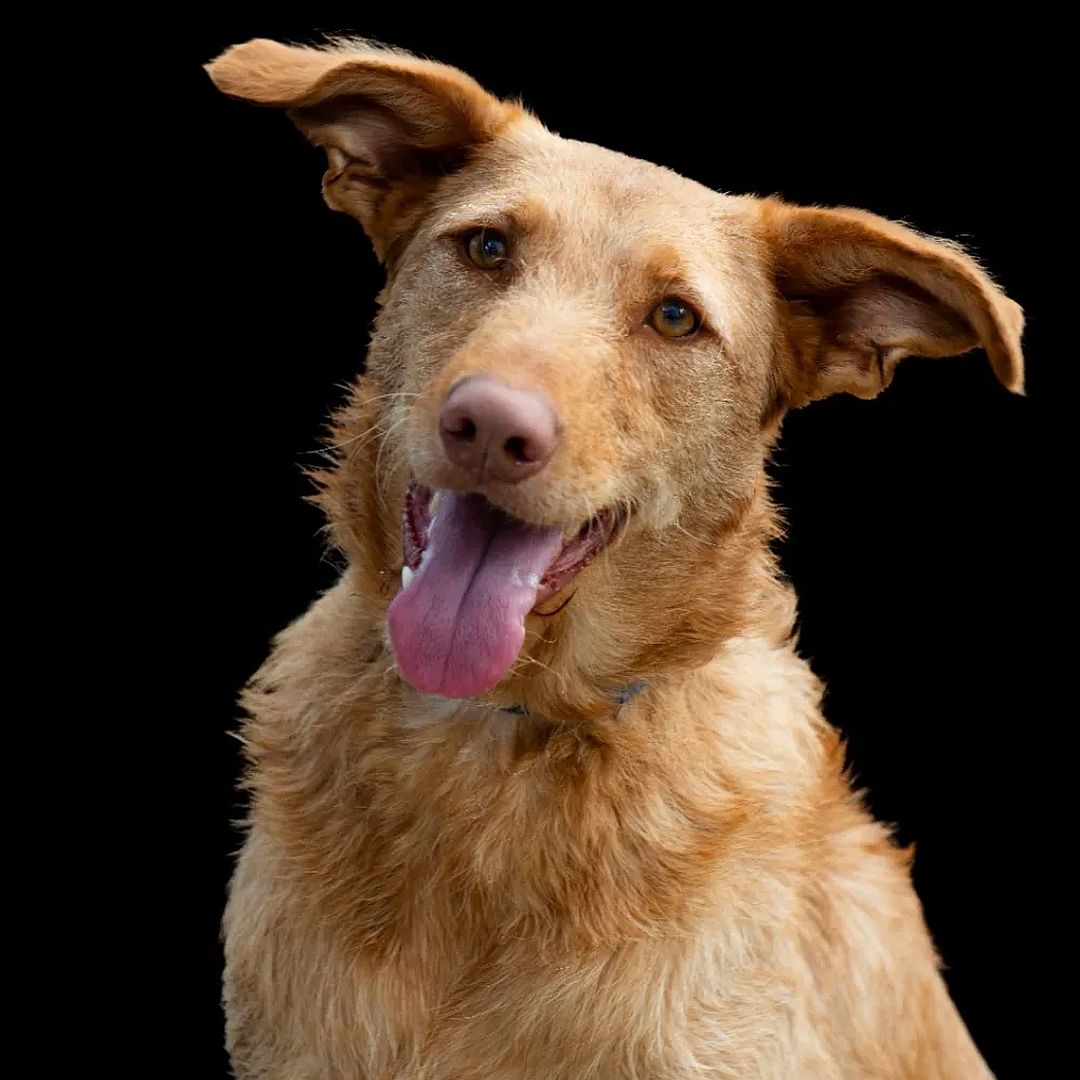 Hellbraune Hündin, sitzend, von vorn, Portrait, Blick in Kamera