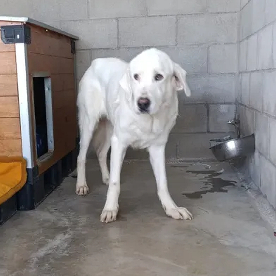 Weißer Rüde, stehend, von vorn, Kopf und Blick leicht nach rechts unten